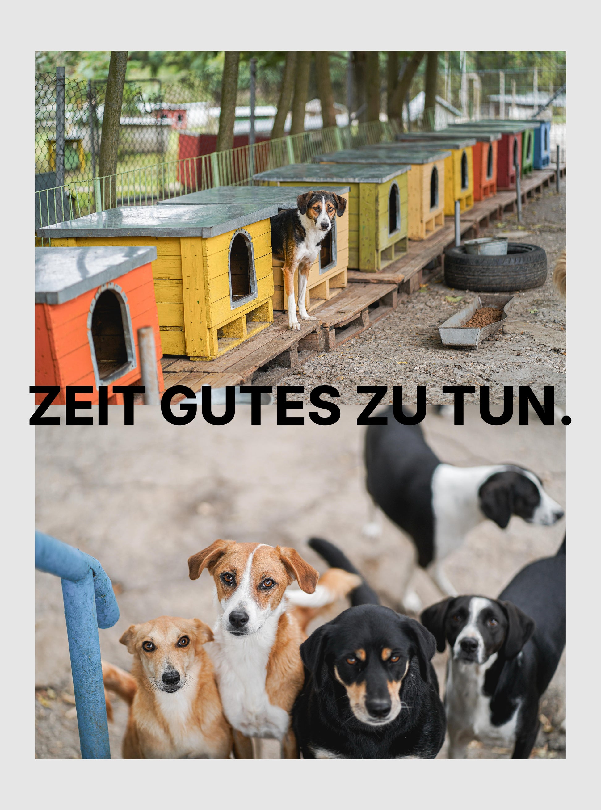 Zeit Gutes zu tun: deine Spende für den Tierschutz.