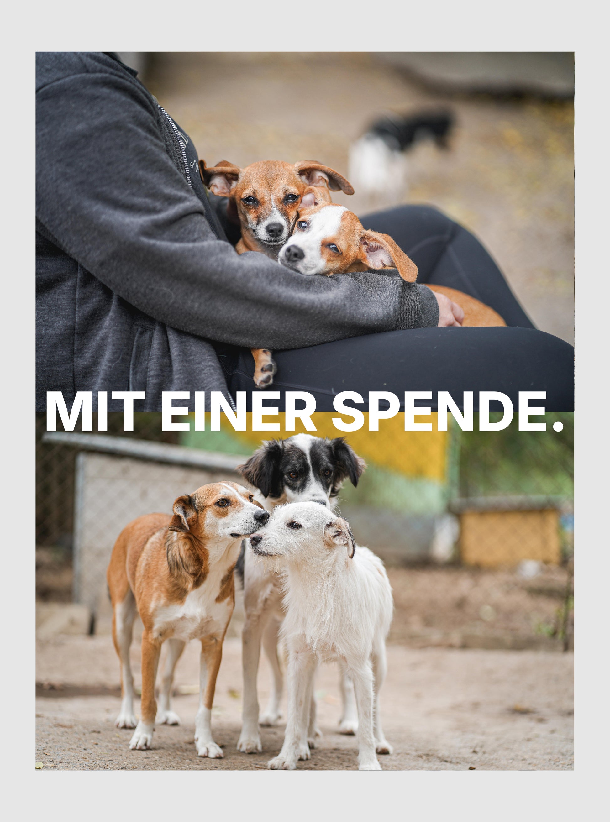 Zeit Gutes zu tun: deine Spende für den Tierschutz.